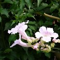 Podranea species fleur